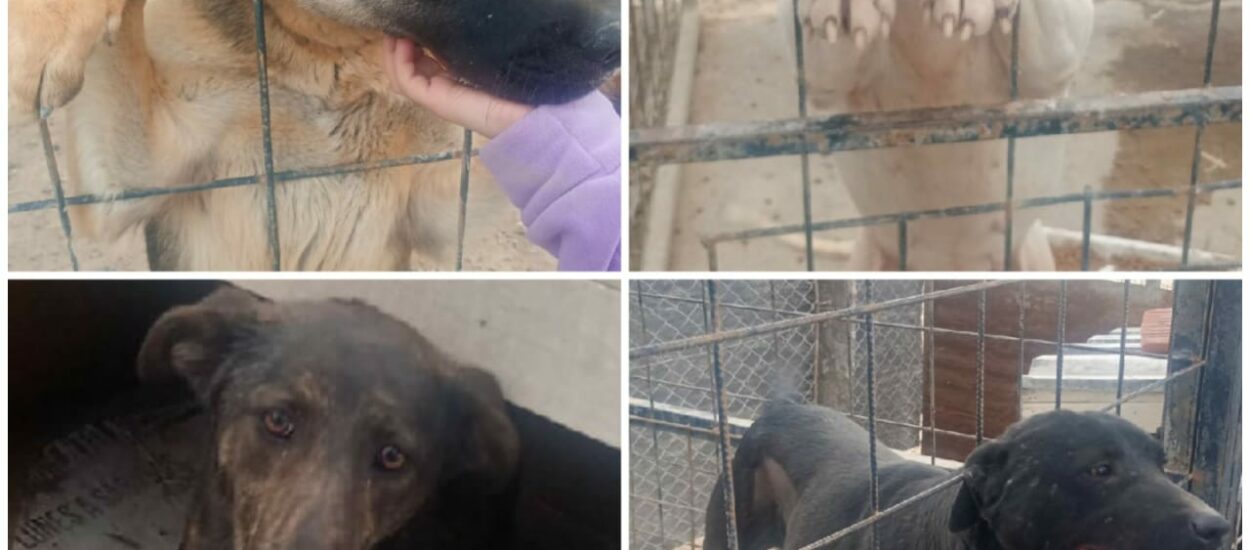 Convocatoria a la comunidad: Promueven la adopción responsable de mascotas