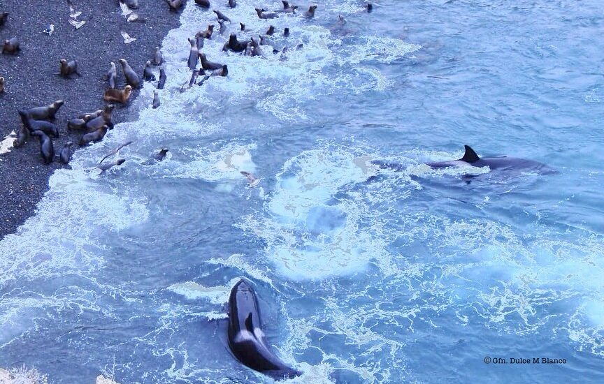 Inusual interacción entre orcas y ballenas francas en la costa patagónica: ¿un fenómeno nuevo o más ojos mirando?