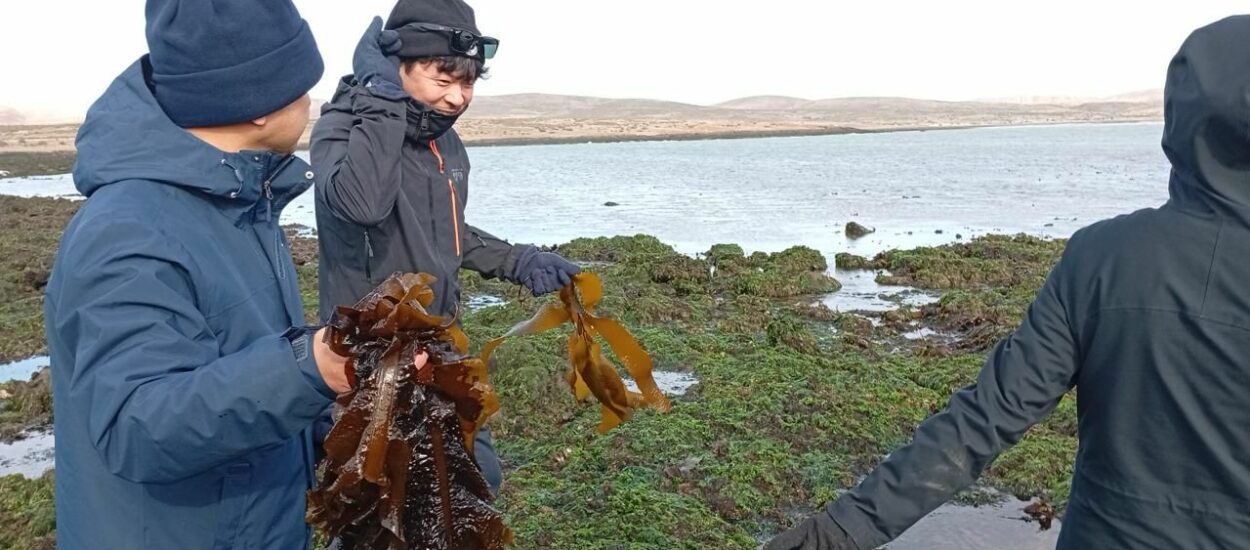 Alianza estratégica para la producción de wakame con destino al mercado japonés