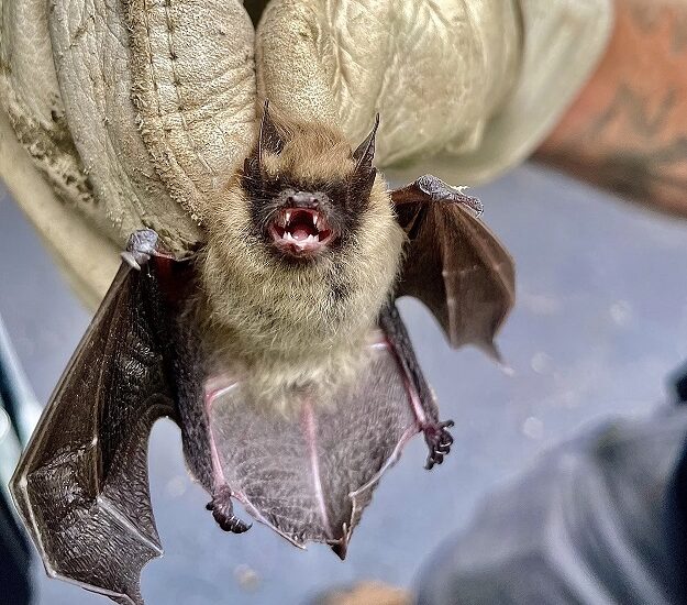 Zoonosis alerta por murciélagos en domicilios