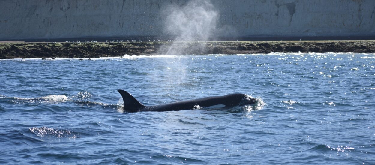 Los hábitos de caza de las orcas: una estrategia que se transmite de generación en generación
