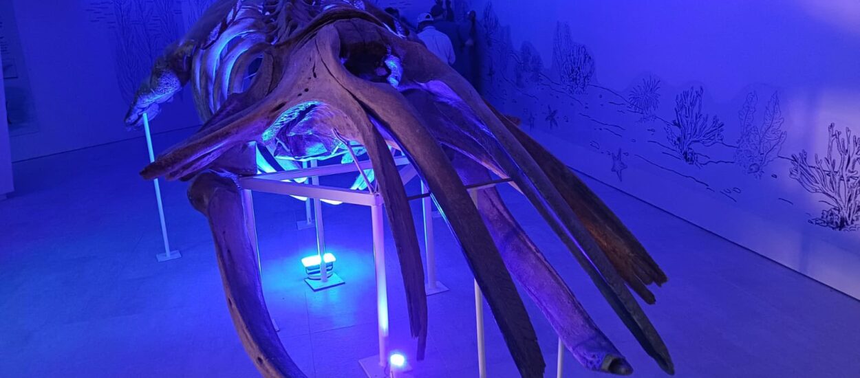 Reabrieron el acceso al Istmo Ameghino tras importantes obras de renovación