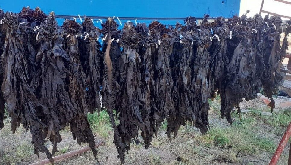 Especialistas del CENPAT capacitarán sobre técnicas de recolección de algas