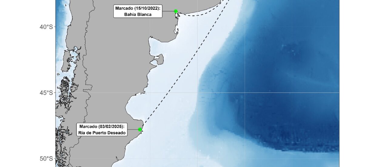 El tiburón gatopardo, una especie que puede nadar desde el sur de la Patagonia hasta Uruguay